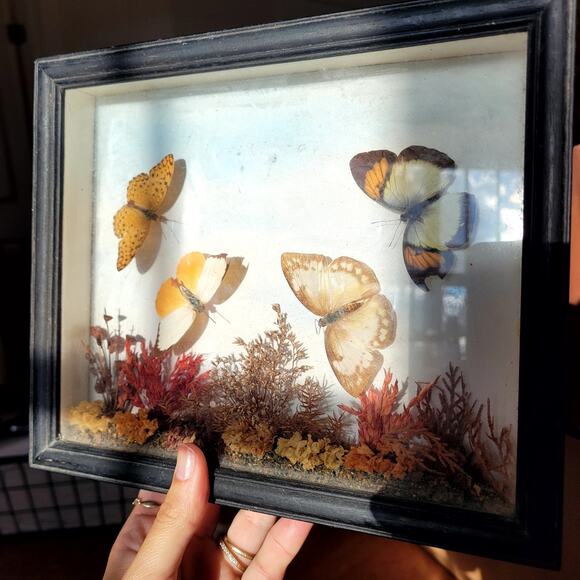 Vtg Butterfly Taxidermy Framed Set of 2 - Picture 8 of 11